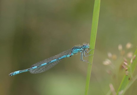 Southern Damselfly