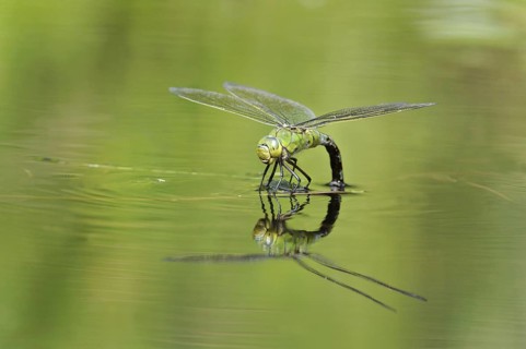 Large damselfly