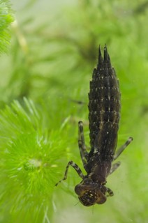 Southern hawkers