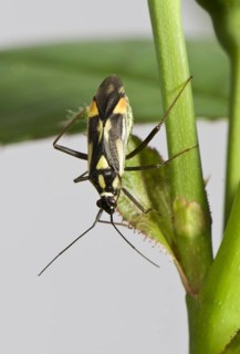 Calocoris stysi