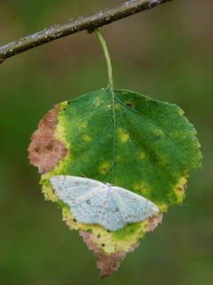 Birch Mocha