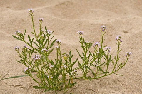 Sea Rocket