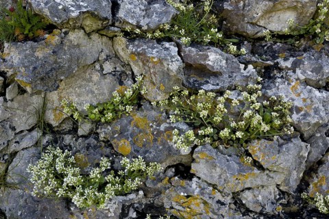 Common Scurvy-grass