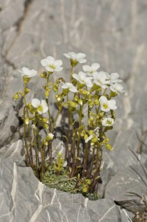 Blue-green Saxifrage