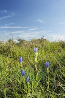 Flowering marsh gentian