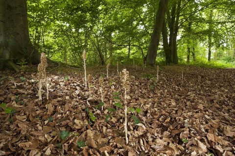 Flowering bird's-nest orchid