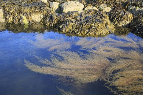 Japanese japanese wireweed