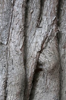 Monterey Cypress
