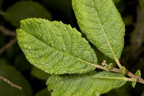 Eared willow