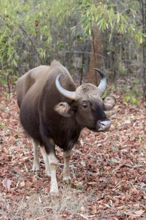 Gaur