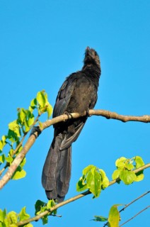 Smooth-billed Ani