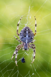 European garden spider