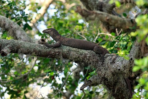 Bengal monitor