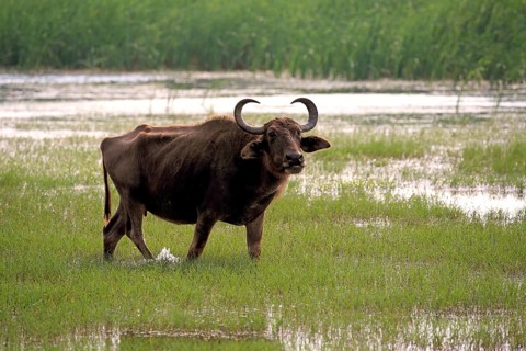 Water buffalo