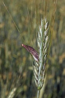 Purple brown ergot mushroom