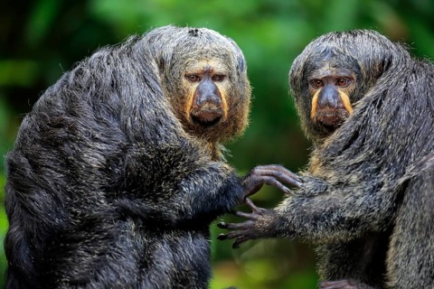 White-faced saki