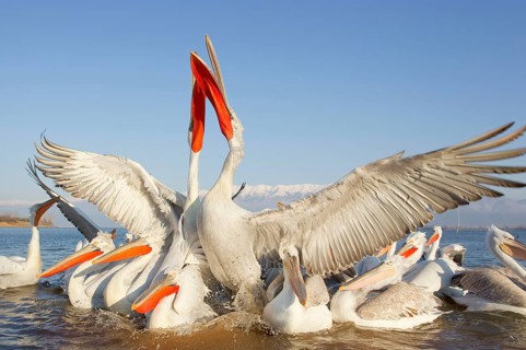 Adults and juveniles of the dalmatian pelican
