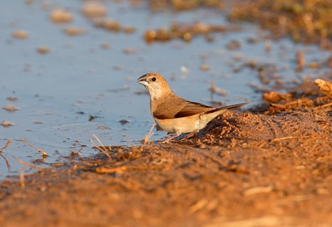 Indian silverbill