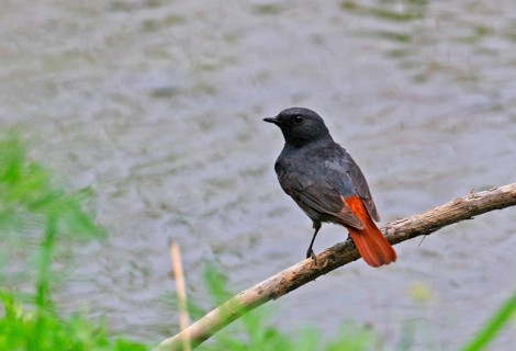 Plumbeous Water-redstart