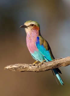 Lilac breasted roller