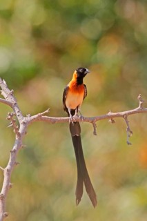 Long-tailed widow