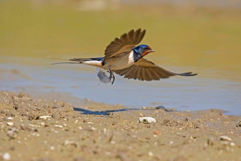 Barn Swallow