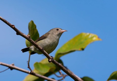 Pale-billed Flowerpecker