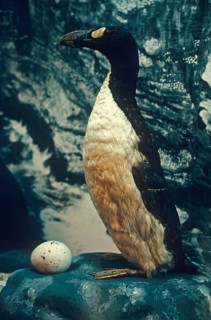 Large auk