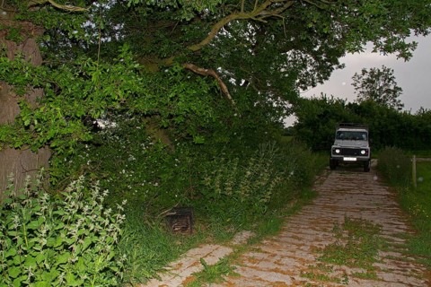 Eurasian Badger