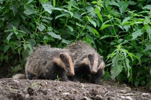 Eurasian Badger