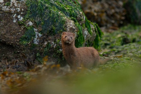 American Mink