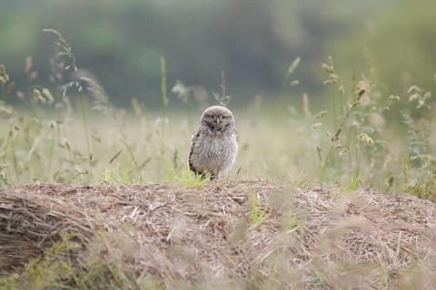 Little Owl