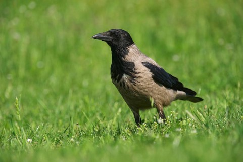Hooded Crow