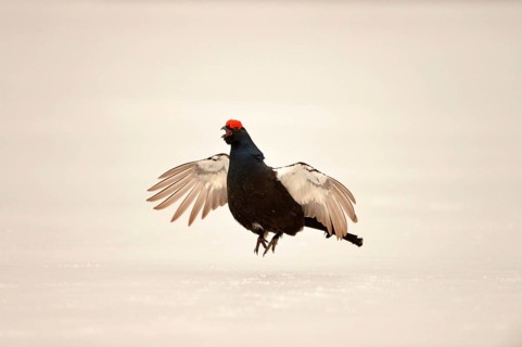 Black grouse
