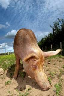 Domestic pig