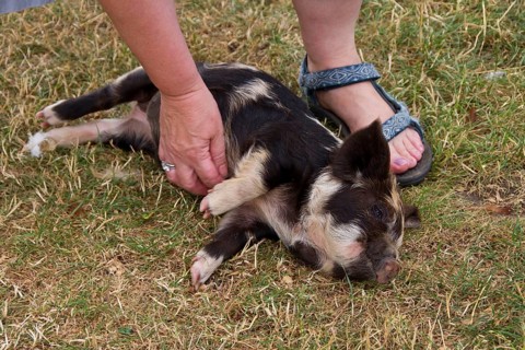 Tickling a Kune Kune Piglet