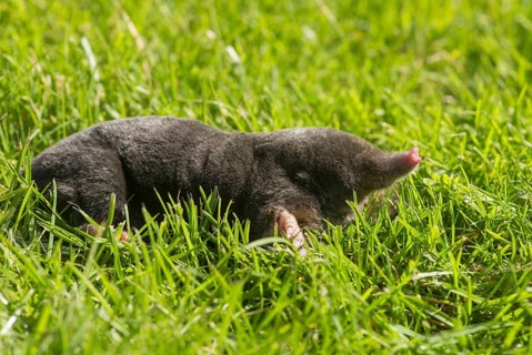 European Mole