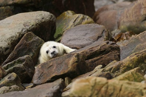 Grey Seal
