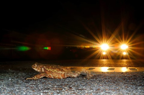 Common toad