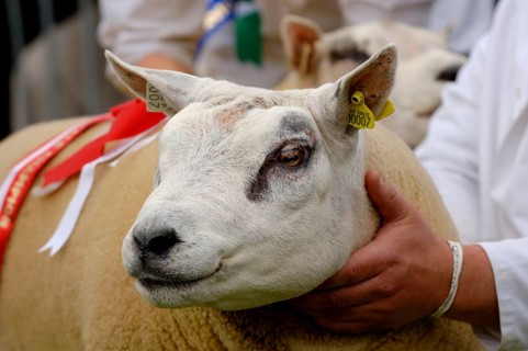 Domestic sheep