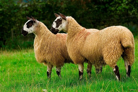 Domestic Sheep