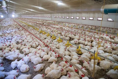 Breeding chickens