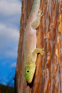 Standing's Day Gecko