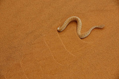 Peringuey's Adder