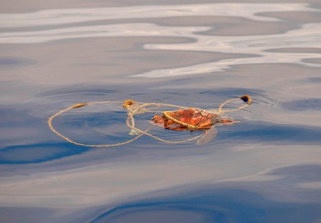 Loggerhead