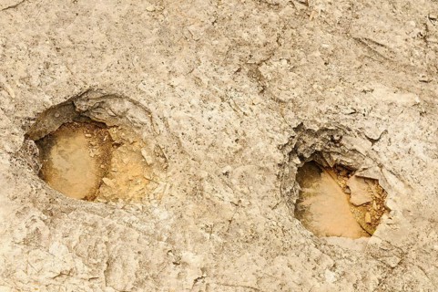 Fossilised dinosaur footprints in rock