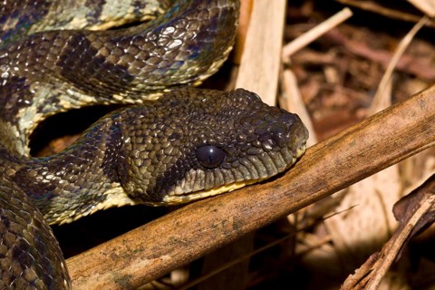Madagascar dog-head boa