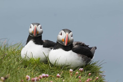 Atlantic Puffin
