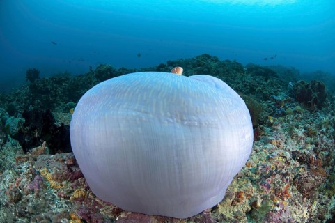 Pink pink skunk clownfish
