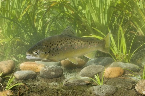 Brown Trout